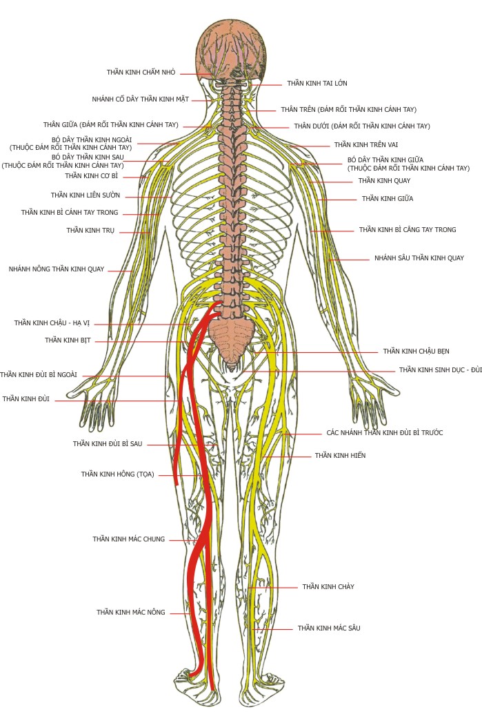 nguyên lý của chiropractic