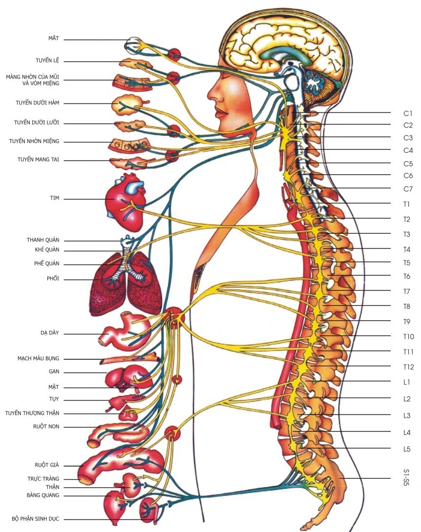 nguyên lý trị liệu thần kinh cột sống